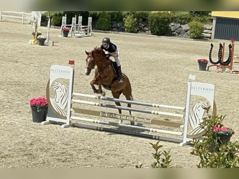 Bavarese Castrone 14 Anni 170 cm Sauro in Wolfsberg