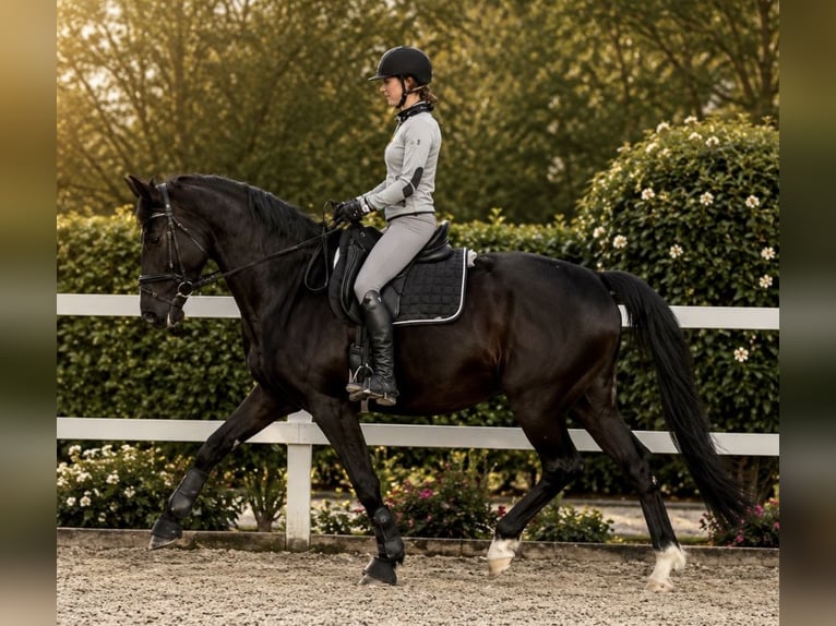 Bavarese Castrone 15 Anni 170 cm Morello in Nidderau
