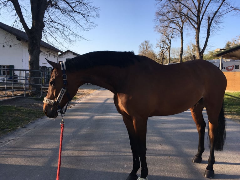 Bavarese Castrone 15 Anni 173 cm Baio in Alt&#xF6;tting