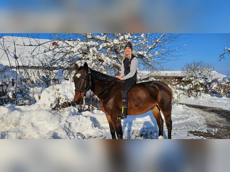 Bavarese Castrone 15 Anni 174 cm Baio in Geiselhöring