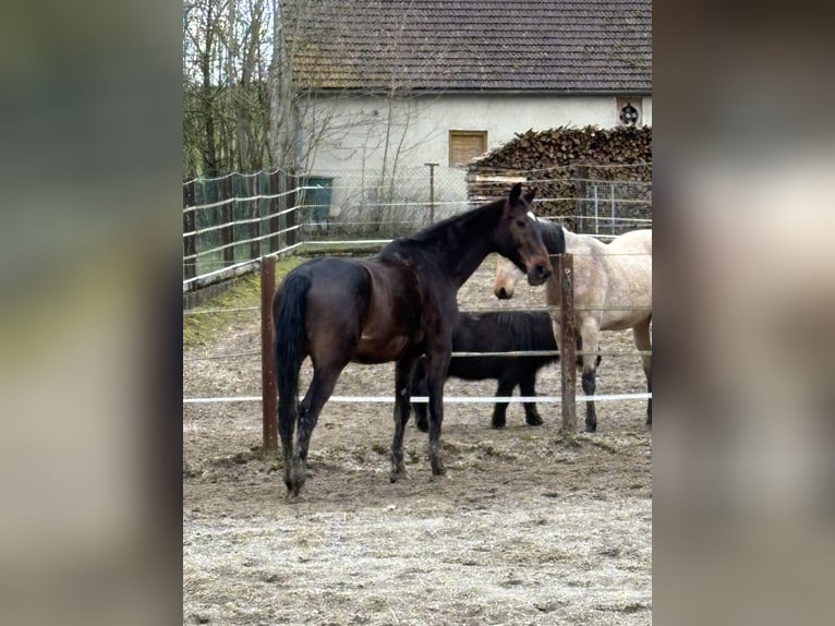 Bavarese Castrone 15 Anni 174 cm Baio in Geiselhöring