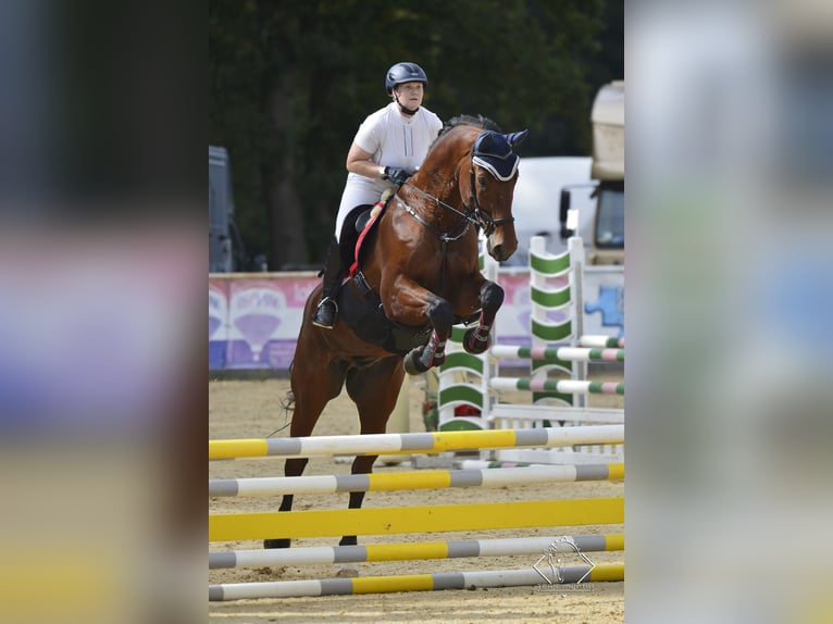 Bavarese Castrone 15 Anni 180 cm Baio in Dingolfing