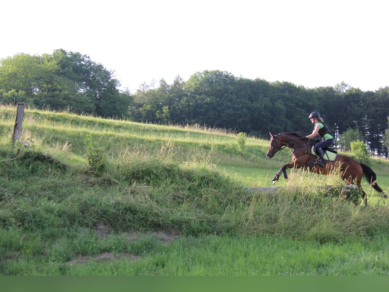 Bavarese Castrone 16 Anni 160 cm Baio in Mammendorf