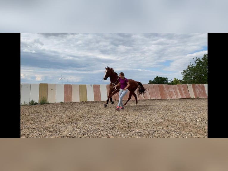 Bavarese Castrone 16 Anni 163 cm Sauro in Remlingen