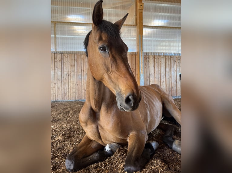 Bavarese Castrone 16 Anni 169 cm Baio in Eppingen