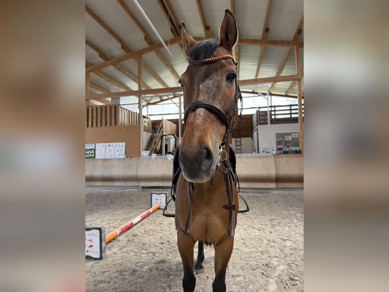 Bavarese Castrone 16 Anni 169 cm Baio in Eppingen
