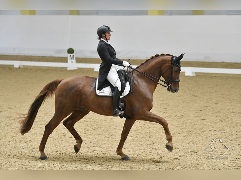 Bavarese Castrone 16 Anni 173 cm Sauro in Ebreichsdorf