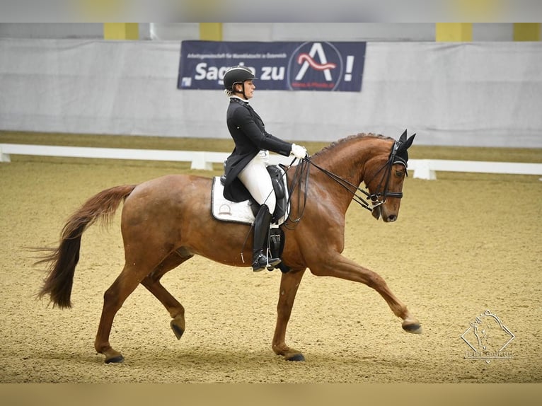 Bavarese Castrone 16 Anni 173 cm Sauro in Ebreichsdorf