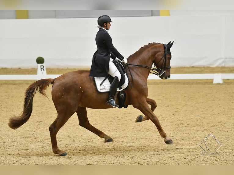 Bavarese Castrone 16 Anni 173 cm Sauro in Ebreichsdorf