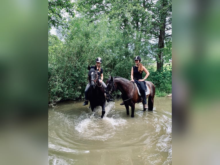 Bavarese Castrone 17 Anni 162 cm Morello in Weßling