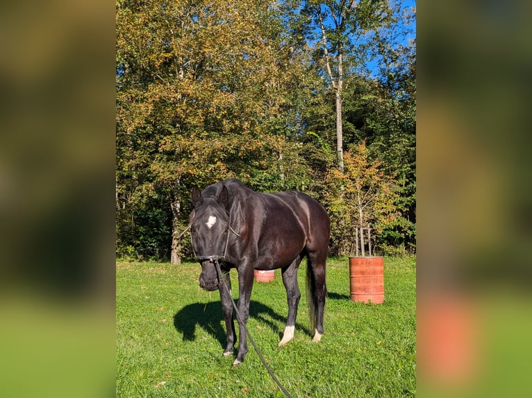 Bavarese Castrone 17 Anni 162 cm Morello in Weßling