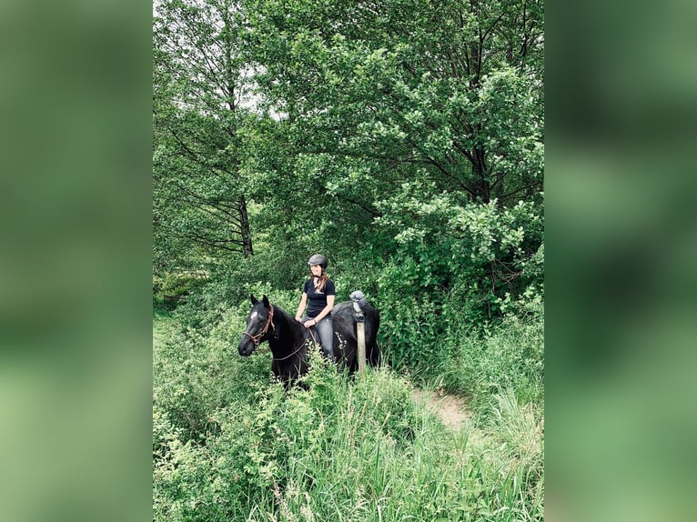 Bavarese Castrone 17 Anni 162 cm Morello in Weßling