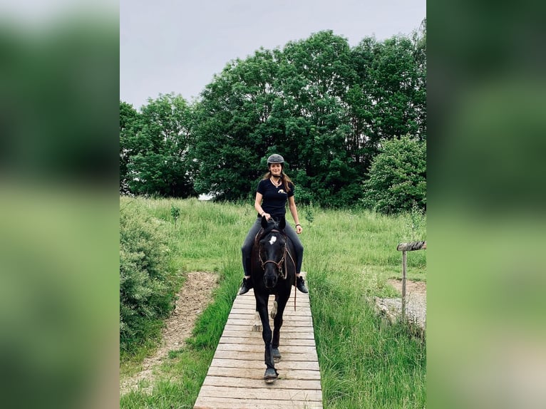 Bavarese Castrone 17 Anni 162 cm Morello in Weßling