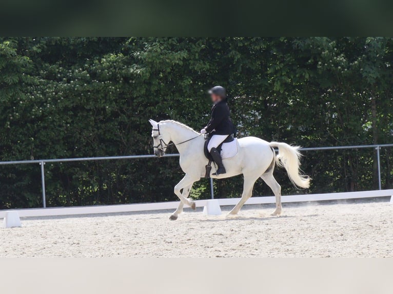 Bavarese Castrone 17 Anni 165 cm Grigio in Bodenkirchen