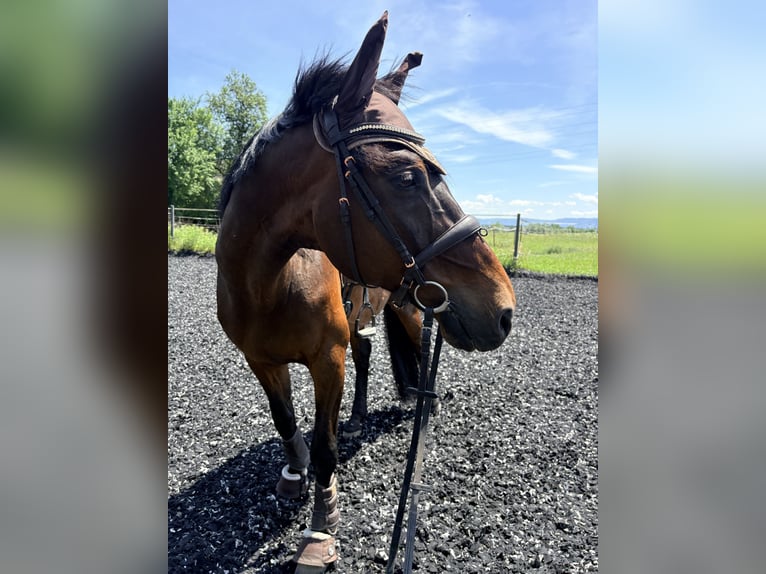 Bavarese Castrone 17 Anni 170 cm Baio scuro in Amstetten