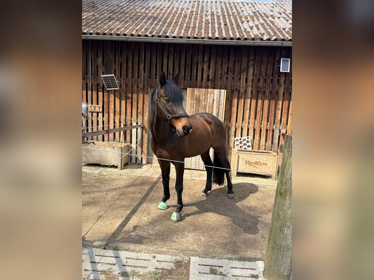 Bavarese Castrone 17 Anni 170 cm Baio scuro in Amstetten