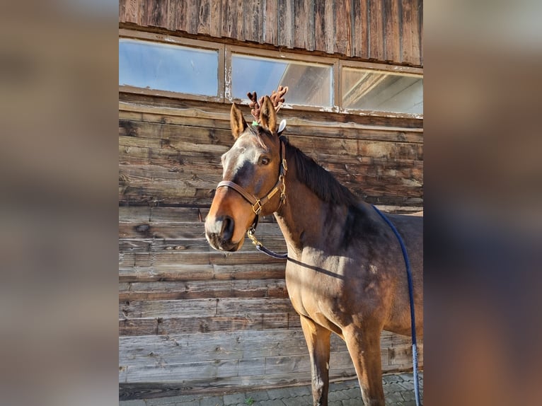 Bavarese Castrone 17 Anni 172 cm Baio scuro in München