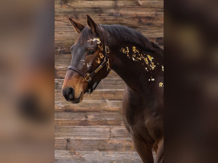 Bavarese Castrone 17 Anni 172 cm Baio scuro in München