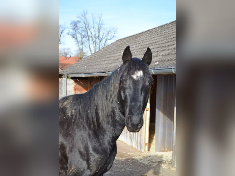 Bavarese Castrone 18 Anni 162 cm in Weßling