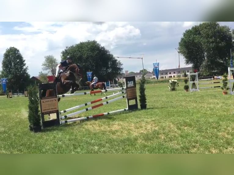 Bavarese Castrone 18 Anni 165 cm Baio in Wittibreut