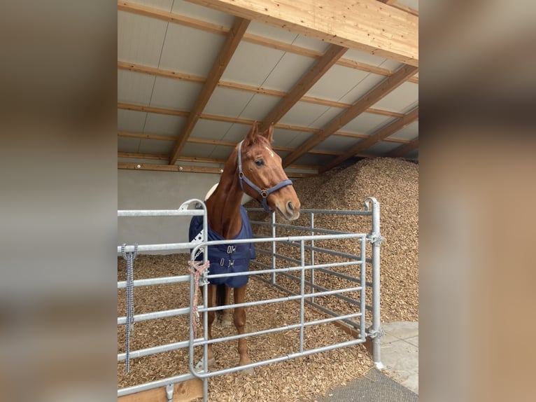 Bavarese Castrone 19 Anni 175 cm Sauro in Niederstotzingen