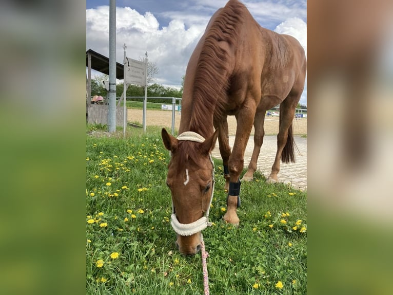 Bavarese Castrone 19 Anni 175 cm Sauro in Niederstotzingen