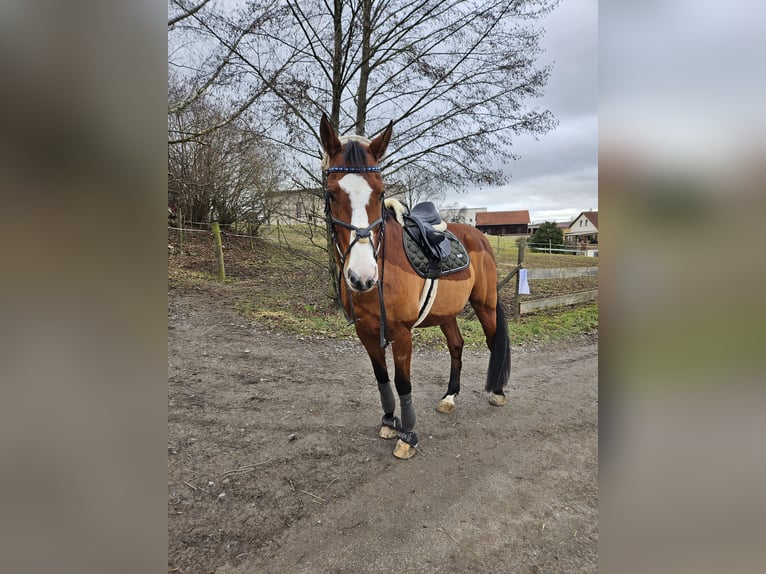 Bavarese Castrone 21 Anni 170 cm Baio in Öhringen