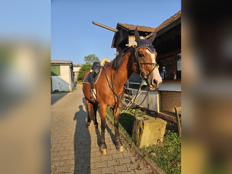 Bavarese Castrone 21 Anni 170 cm Baio in Öhringen