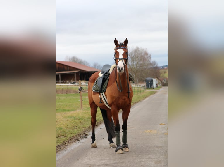 Bavarese Castrone 21 Anni 170 cm Baio in Öhringen