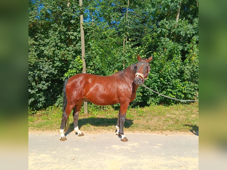 Bavarese Castrone 23 Anni 163 cm Baio in Waldstetten