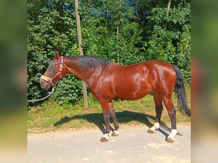 Bavarese Castrone 23 Anni 163 cm Baio in Waldstetten