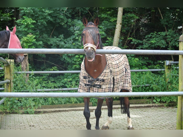 Bavarese Castrone 23 Anni 163 cm Baio in Waldstetten