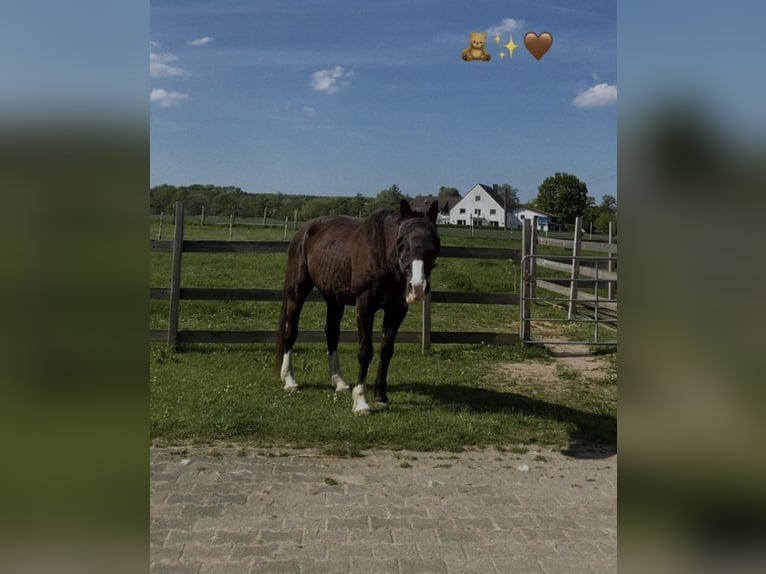Bavarese Castrone 26 Anni 165 cm Baio nero in Rheda-Wiedenbrück