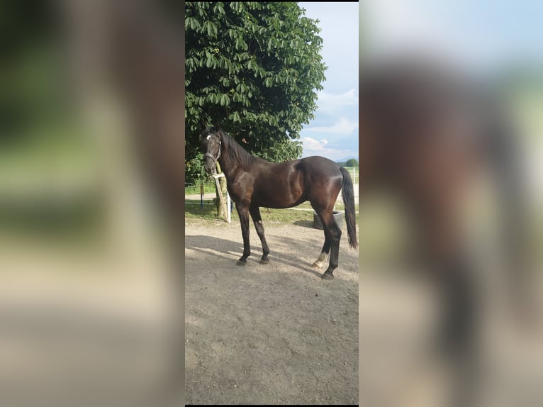 Bavarese Castrone 2 Anni 163 cm  in Laufen