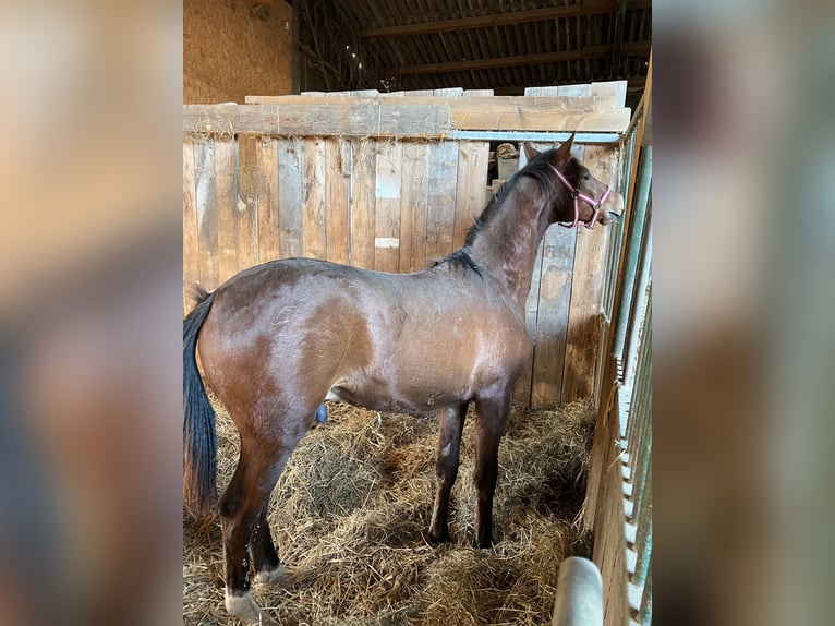 Bavarese Castrone 2 Anni 167 cm Baio in Filderstadt