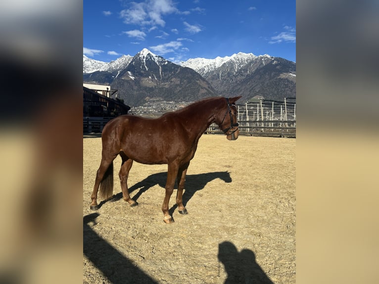 Bavarese Castrone 4 Anni 164 cm Sauro in Schenna