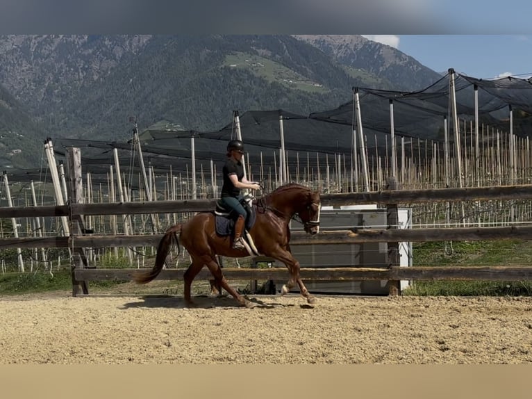Bavarese Castrone 4 Anni 164 cm Sauro in Schenna