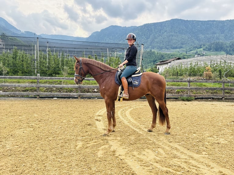 Bavarese Castrone 4 Anni 164 cm Sauro in Schenna