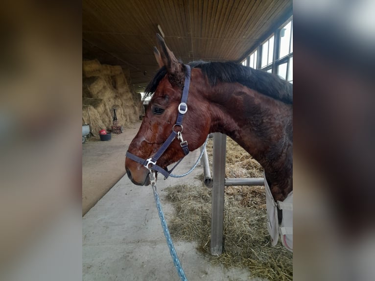 Bavarese Castrone 4 Anni 165 cm Baio in Jettingen-Scheppach
