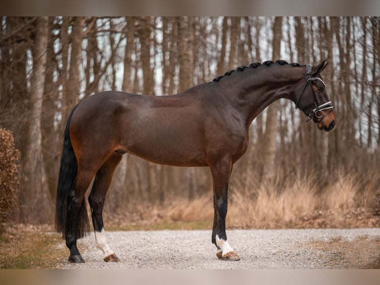 Bavarese Castrone 4 Anni 174 cm Baio in Wehringen