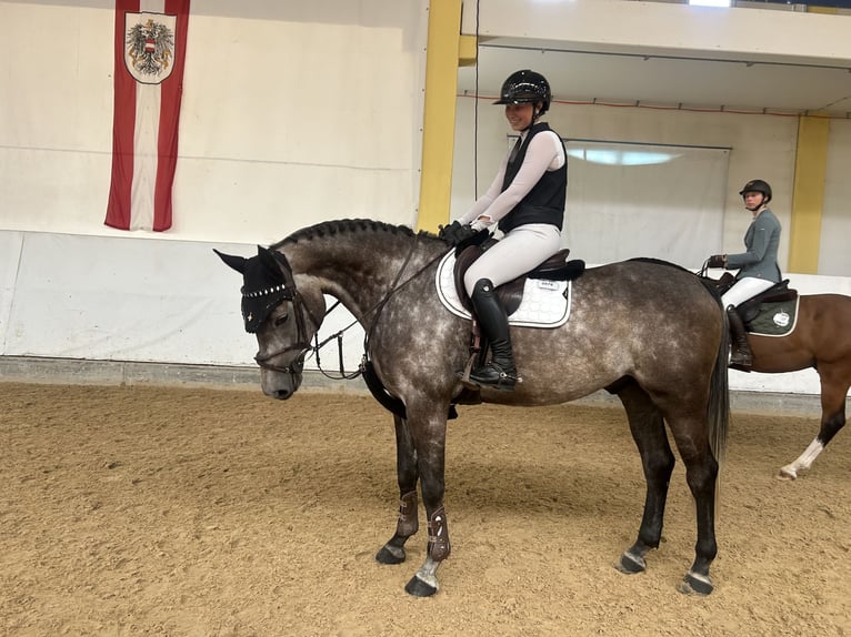 Bavarese Castrone 5 Anni 168 cm Grigio pezzato in MedrazFulpmes