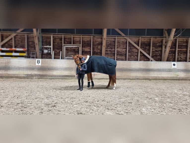Bavarese Castrone 5 Anni 170 cm Sauro in Niederstotzingen