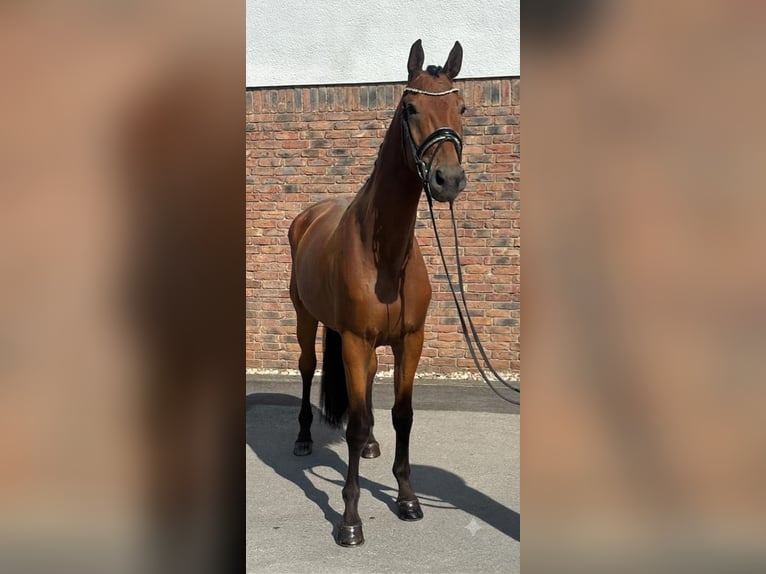 Bavarese Castrone 5 Anni 172 cm Baio in Niederkassel