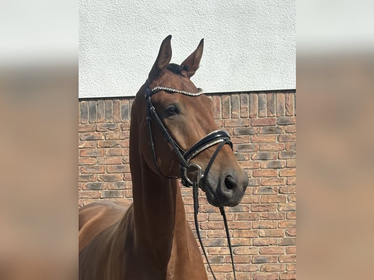 Bavarese Castrone 5 Anni 172 cm Baio in Niederkassel