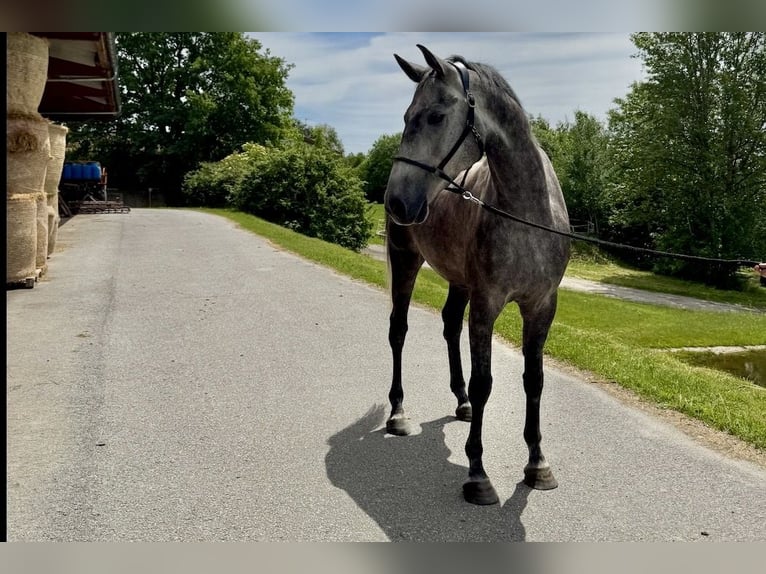 Bavarese Castrone 5 Anni 172 cm Grigio pezzato in Witzmannsberg