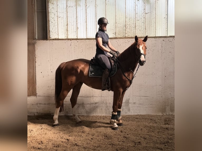 Bavarese Castrone 6 Anni 166 cm Sauro in Davidschlag
