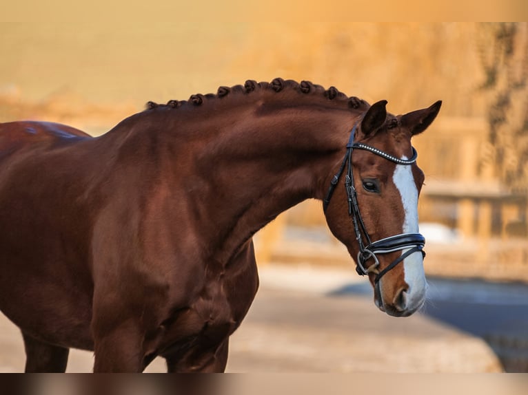 Bavarese Castrone 6 Anni 168 cm Sauro in Bodenkirchen