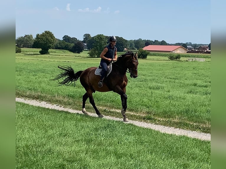 Bavarese Castrone 6 Anni 180 cm Baio in Bruckmühl