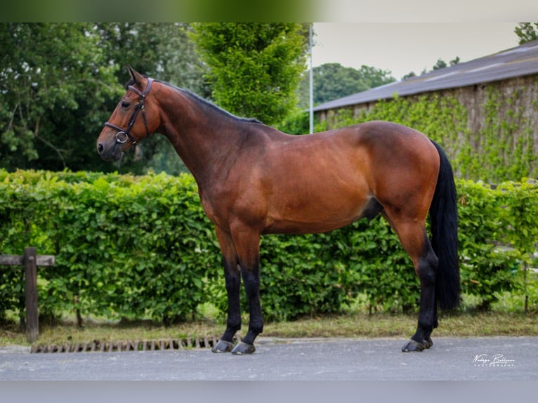 Bavarese Castrone 7 Anni 164 cm Baio in londerzeel