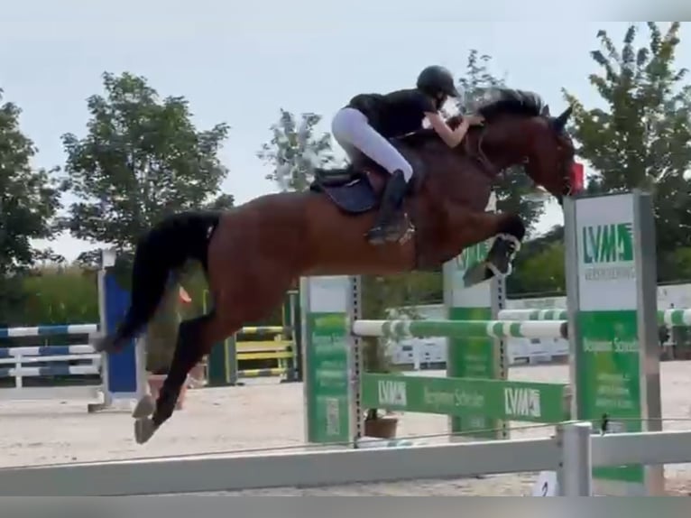 Bavarese Castrone 7 Anni 166 cm Baio scuro in Schondorf am Ammersee